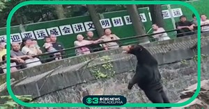 Chinese zoo denies this is a man in a bear suit