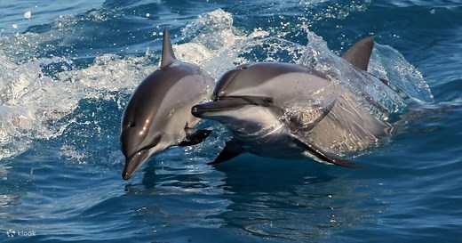 Hualien Whale Watching - Klook Singapore