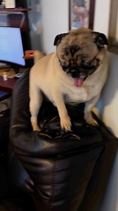 12K views · 796 reactions | 10 sec of your life  #pug | Pug Philosophy | Facebook