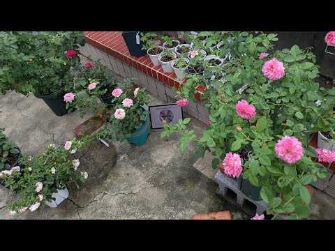Instant Pruning & Giveaway: Follow My June Pruning Method for a Chance to Win Money or Juice #Gro...