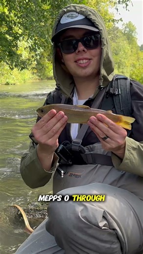 Brown Trout Fishing in the Driftless! (Part 13) #browntroutfishing #driftlessarea #browntrout