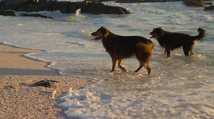 Dogs playing in the beach 4k Free Stock Video Footage