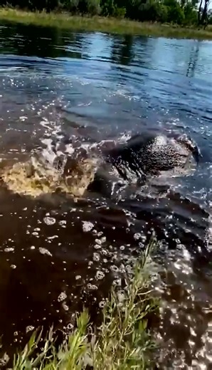 #elephant #elephants #elephantbehaviour #wildlife #reels #conservation #wild #amazing #wow #animals (91) | Elephant Time