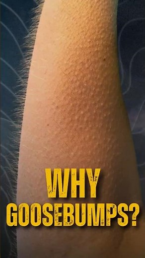 Why Our Skin Gets Goosebumps – Explained