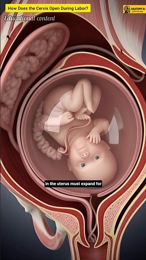 How Does the Cervix Open During Labor? | Cervical Dilation Explained