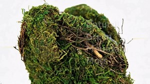 Austin Cowboy Boot, Fresh Green, 10.5 x 11in