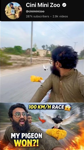 pigeon Tam #pigeon #pigeons #viralshort