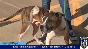 Enid Animal Welfare