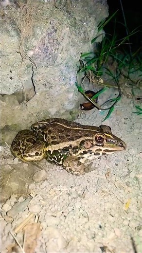 October 15, 2025catching frogs funny | Funny frogs | Catching Frog funny | How to catch a funny