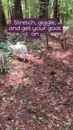 Why Goat Yoga Is Surprisingly Comfortable