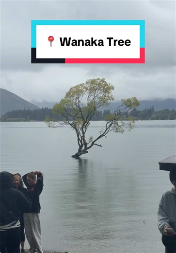 Nice tree New Zealand 👍 #travel #newzealand #fyp