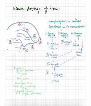 Venous Drainage of Brain | High-Yield Anatomy for NEET PG, INI-SS, NEET-SS