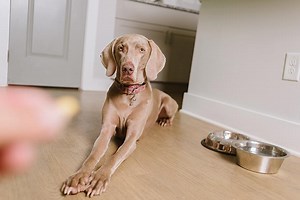 How to Successfully Fade the Lure in Dog Training