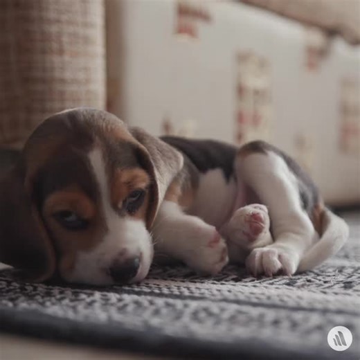 237 reactions · 18 shares | The most common types of pain can be categorized as acute, chronic, cancer, and neuropathic. Refresh your knowledge on pain perception in animals: https://mrkmnls.co/3WGWi1V #AnimalPainAwarenessMonth | The Merck Veterinary Manual | Facebook