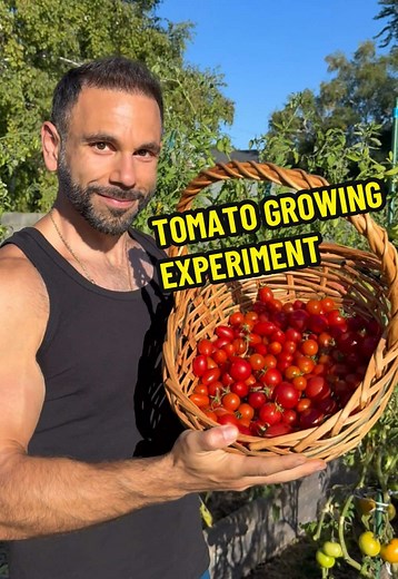 Tomato Plant Experiment: Soil Quality Impact on Growth