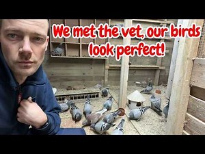 We went to the vet for Racing Pigeons Ready for racing season