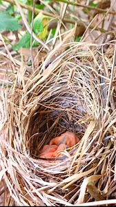 21K views · 974 reactions | Beautiful bird feeding huge and poisonous SPIDER to her little youngs | Lovely Bird Family | Facebook
