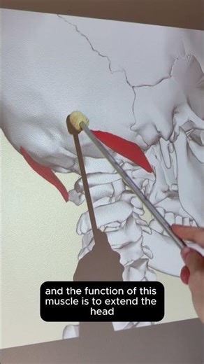 Obliquus Capitis Superior #kinesiology #anatomy #anatomyshorts #muscleoftheday