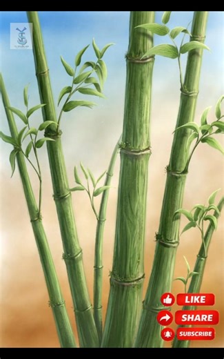 How to Draw Realistic Bamboo #drawingtutorial