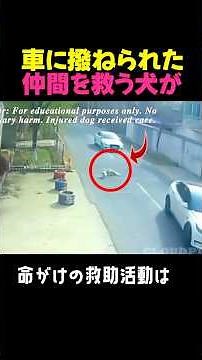 Stray Dogs Risk Their Lives to Save Their Friend After Being Hit by a Car! #RescueDogs #Heartwarm...