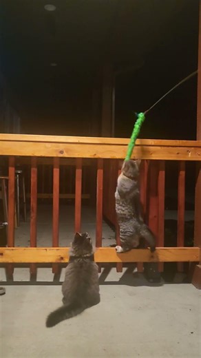 Rex and Ruby getting serious.