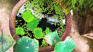 Close up, Green lotus leaves, duckweed and fish food on water in fish basin with fountain plant on concrete floor background compound of a monastery, Thailand. 16 JULY 2025. A.M./ Slow down video