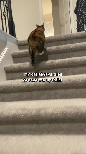 The Chillest Cat on TikTok