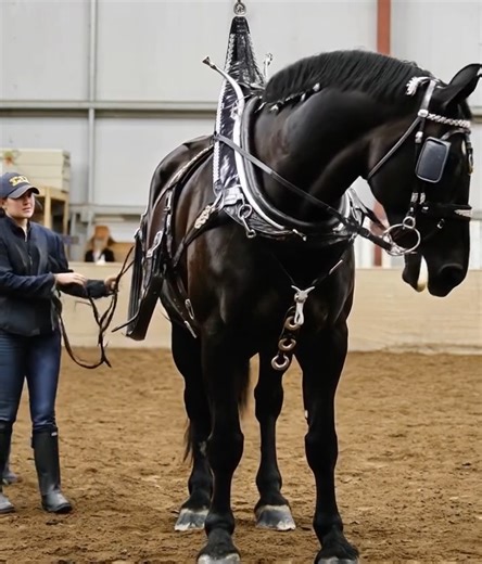 Wow! stunning 19'2 hand Percheron Draft Horse! | Horse Grapevine
