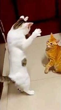 Cat fights compilation #shorts #fighting #cat #explore