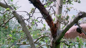 Cut a dry branch on a tree in the garden. Care for the growth of apple trees.