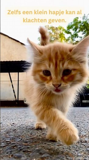 Deze kamerplanten kunnen gevaarlijk zijn voor je kat 🪴🐱#giftigeplanten #katten #kattenverzorging