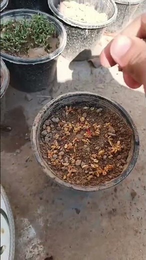 How to Grow Methi at Home | Easy Fenugreek Growing Guide 🌿