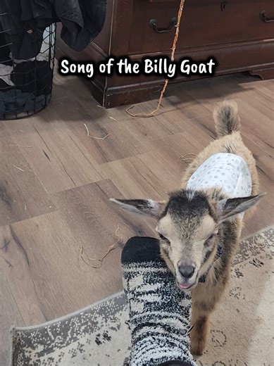 Anyone ever seen a 2 month old goat show rut behavior?! We've had many males that never acted like this so young. 😂 #housegoat #goatsoftiktok #bugthegoat #rut #songofthebillygoat