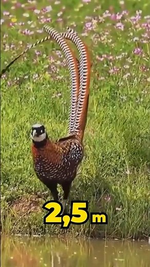 Birds with the Longest Feathers in the World
