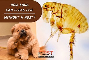 How Long Can Fleas Live Without a Host? | Information and Facts - Pest Samurai