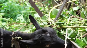A black domestic goat eats grape leaves on the farm. A big black goat eats leaves from a vine