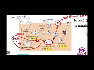 Exogenous Pathway of Antigen Representation Class II MHC Molecules + the comparative account