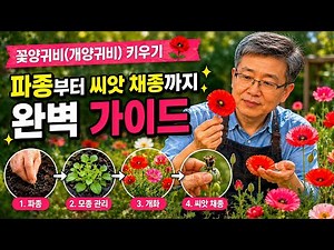 꽃양귀비(개양귀비) 키우기 🌺 파종부터 씨앗 채종까지 완벽 가이드 ✨