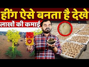 हींग कैसे बनती है | hing ki kheti | hing ka ped | hing ki kheti kaise hoti hai |hing kaise banta hai
