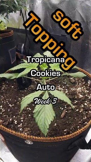 Week 3 Tropicana Cookies Auto #1 soft topping #timelapse #autoflower #fastbuds