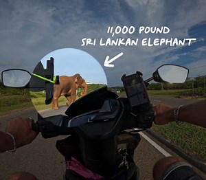10M views · 213K reactions | Road rage has a different meaning in Sri Lanka  Kév Le Balch had no choice but to run when this massive elephant chased him down the highway. We're happy to report that he was not injured + walked away with one heck of a video to show the world. Shop our camera lineup at GoPro.com  | GoPro | Facebook