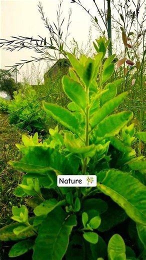 natural view shorts 🎋 Morning view ☀️.#natural #shorts#village #farming