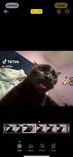 that boy louie goofy #cat #cats | crazyfrog