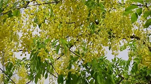 Cassia fistula known as the golden rain tree yellow flowers is swaying in the wind. Yellow flower in isolated white background. Slow-motion video.
