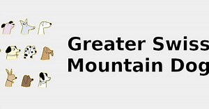 Greater Swiss Mountain Dog (Dog breed traits) 🐶 2022