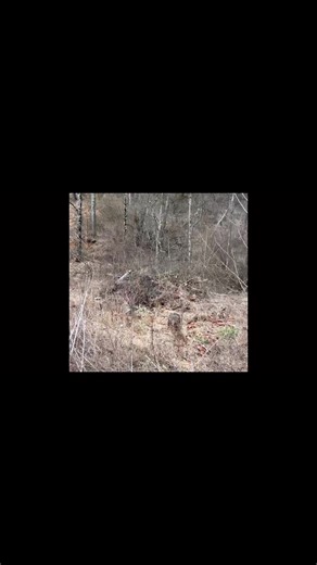 9.9K views · 55 reactions | We raise “hard dogs” that will plain out get the job done! The GWP and Jagdterrier is our lines. The blue Lacy was here for training. You can’t train hardness it’s bred in. Want a good hard dog that will do it all? Get on our versatile breeds pup list! | Longspur Tracking and Outfitting | Facebook