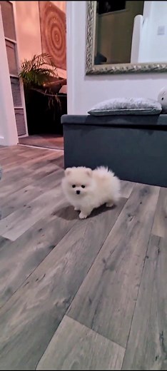 Cute Teddy Bear Dog Playtime Fun | Small Teacup Pomeranian Puppies