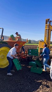 The tulips were planted today! 💗🌷 500,000 tulip bulbs from Holland went into the ground just in time ahead of next week’s rain. Now the waiting begins as we look ahead to a beautiful bloom. We’re already anticipating U-Pick tulips in early spring 2026 - fields full of color and a season you won’t want to miss. | Underwood Family Farms