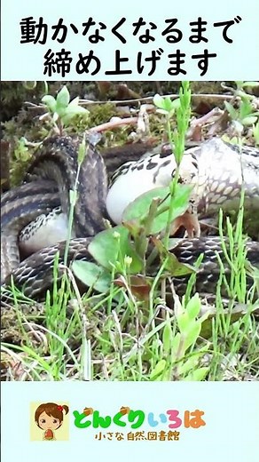 シマヘビ、カエルを捕食【蛇/snake】