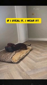Dachshund Collection Funny 😍 #petsoftiktok #dachshund | Dachshund Fan Club